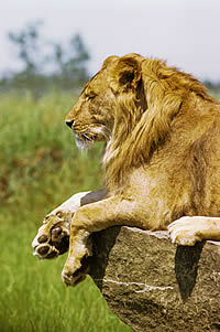 animal adaptations animals uen habitats lion