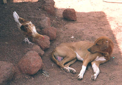 Rooster and a Dog