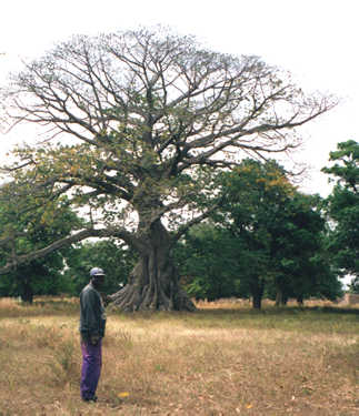 Large Tree