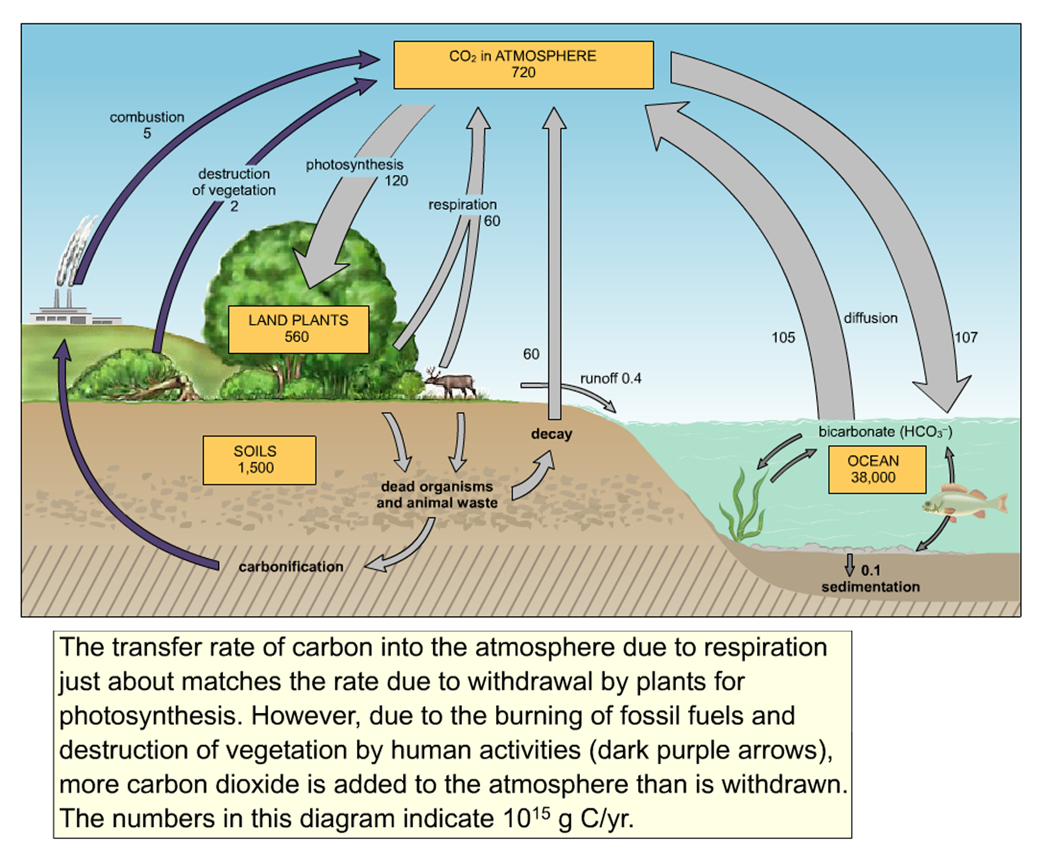 Carbon Dioxide Cycle