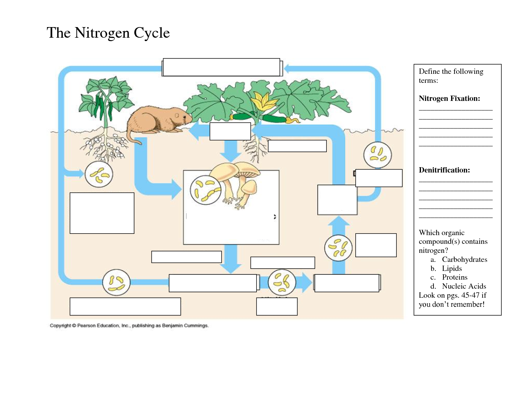 Nitrogen Cycle With Nitrogen Cycle Worksheet Answers