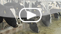 Can cows on big farms get the proper nutrition?